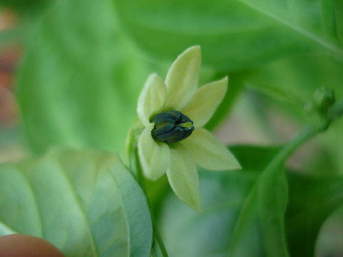 Habanero Peppers (2009, August 29) - Habanero