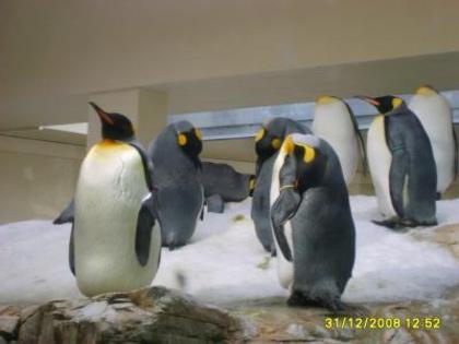 image_52762[1] - poze cu pesti si pinguini
