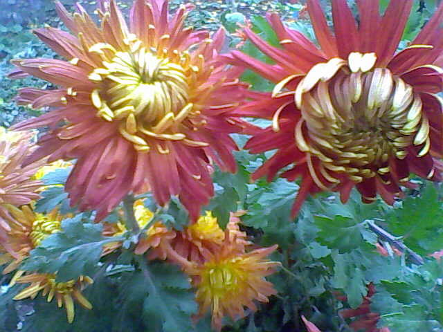 Picture 027 - crizanteme tufanele