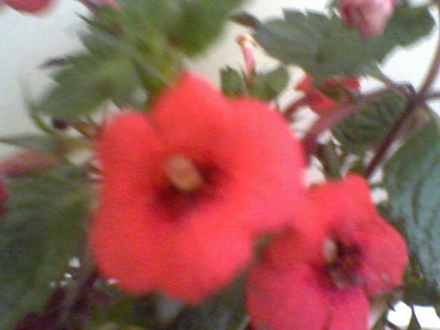 Picture 025 - achimenes