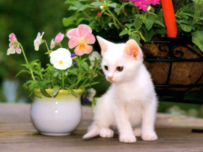 White Kitty - Pisicute