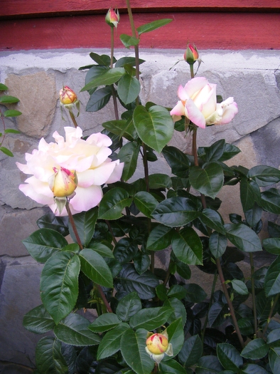 DSCF0172 - Trandafirii mei