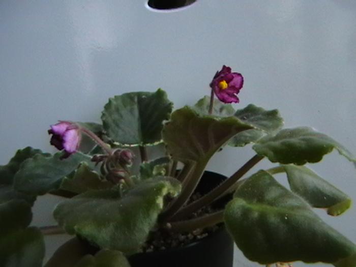 bucheye cherry toping2 - violete 2009