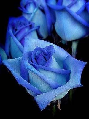 le rose blue[1] - trandafiri