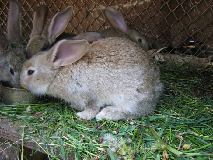 Picture 073 - iepuri