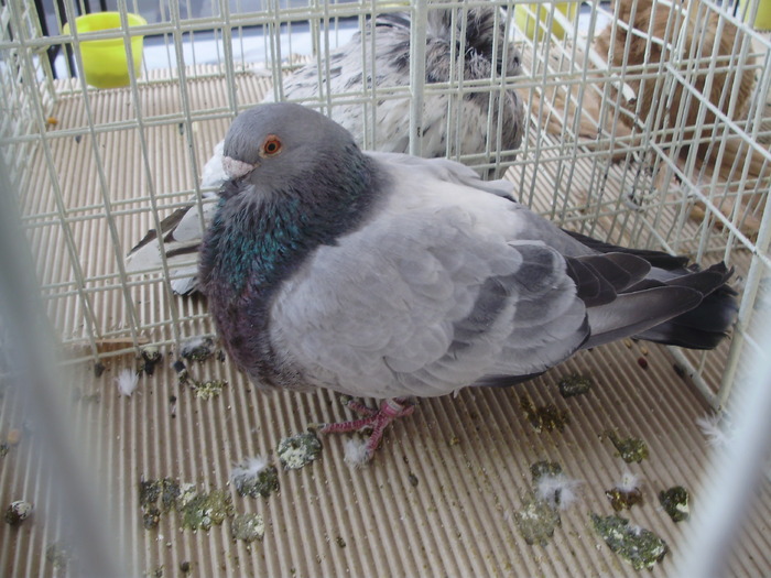 gusat rafeno 2