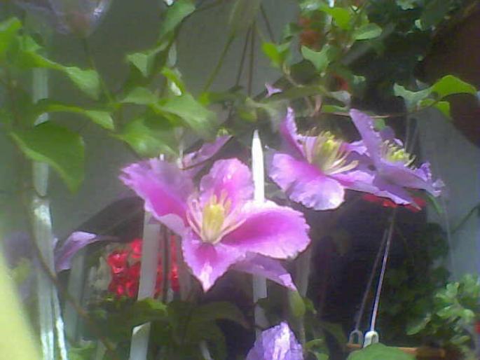 19-05-08_105235; clematis
