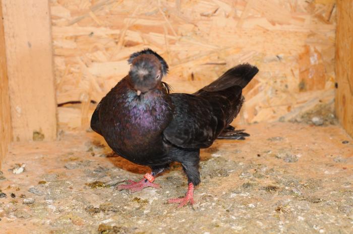 DSC_9839 - jucatori dublumotati calarasi 2008