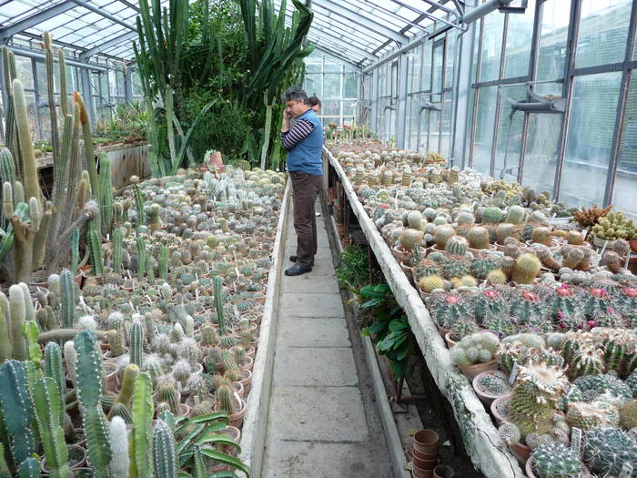 Gradina Botanica Cluj Napoca - Intalniri cu colectionari de cactusi