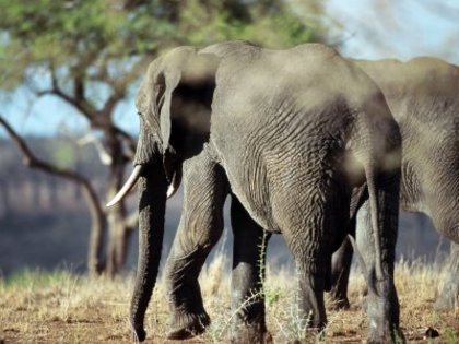 Animals_Wallpapers_(33) - elefanti