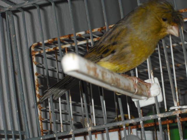 DSCF0382 - canari