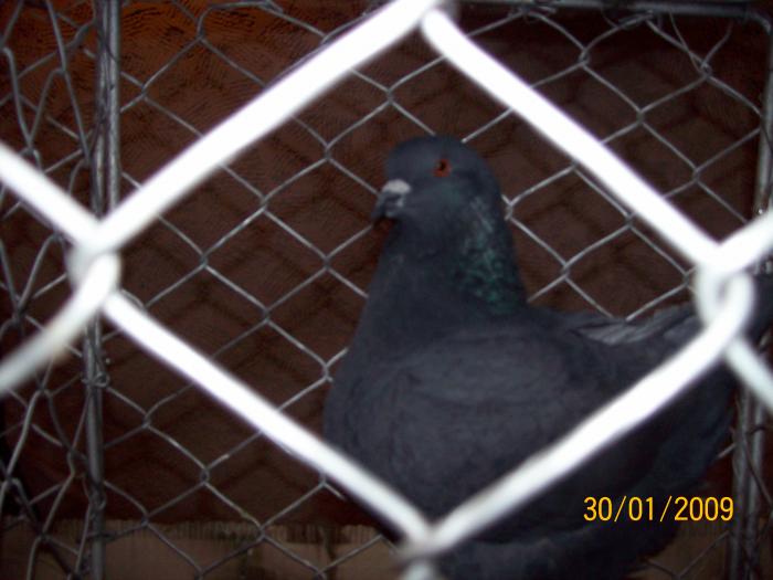 100_3792 - EXPO 2009 SATU MARE