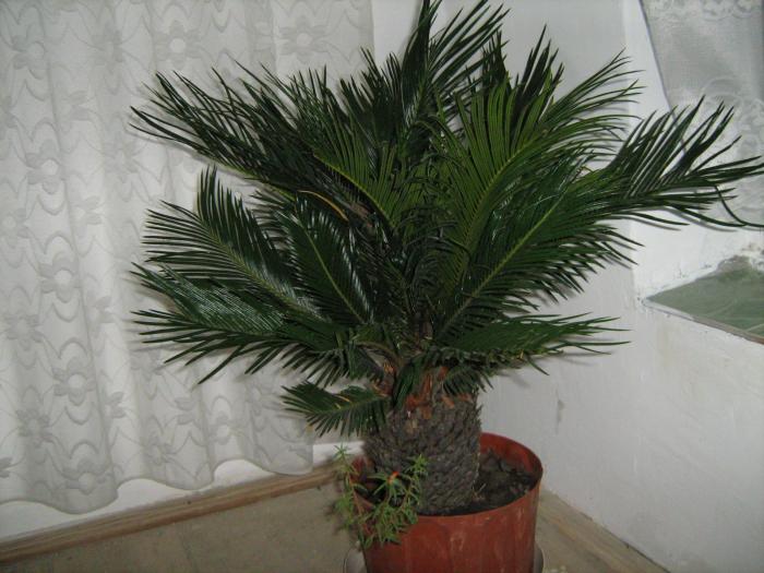 Cycas revoluta 2 - Plante exotice in 2008