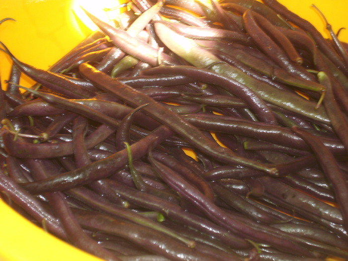 fasole mov - legume