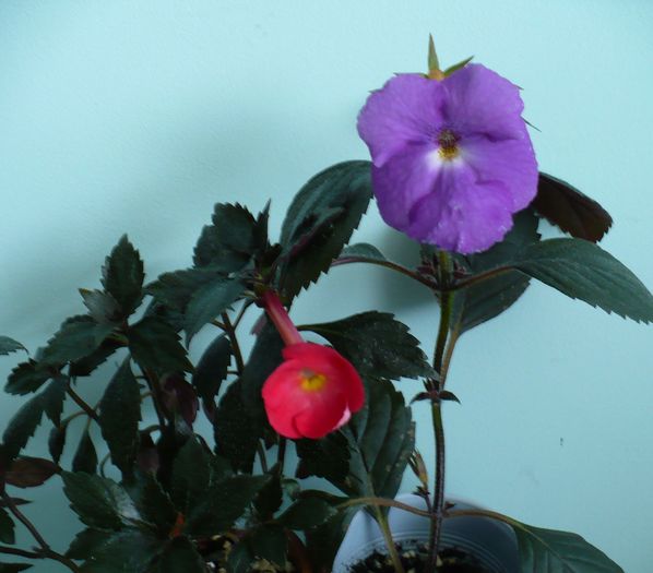 P1150702 - ACHIMENES