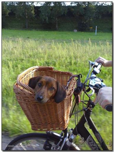 from_220_ro_16252 - animale si flori