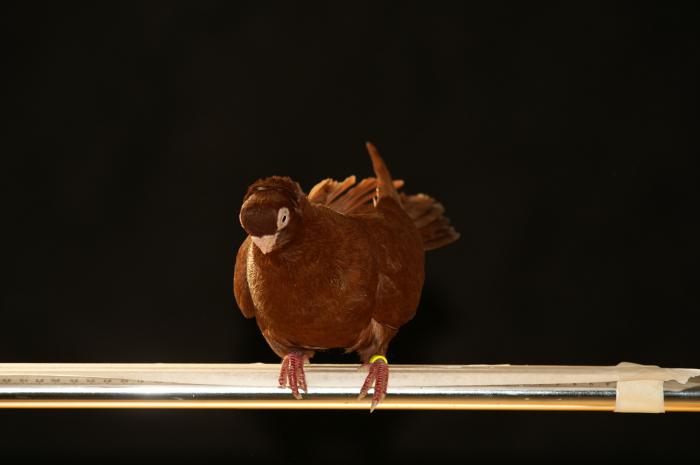 Picture 060 - jucatori de constanta