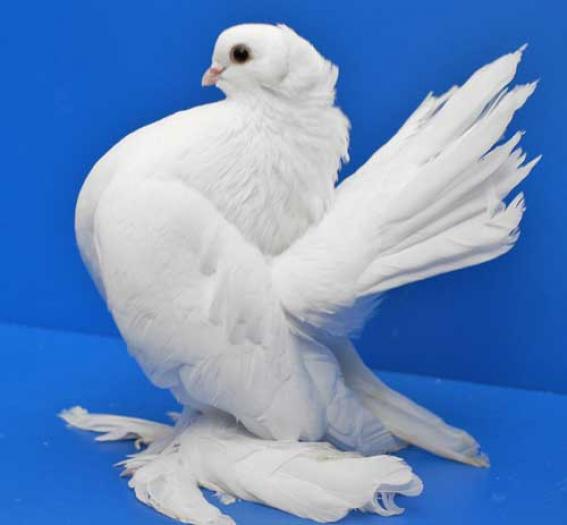 positurtuemmler_sibirische_weiss_08