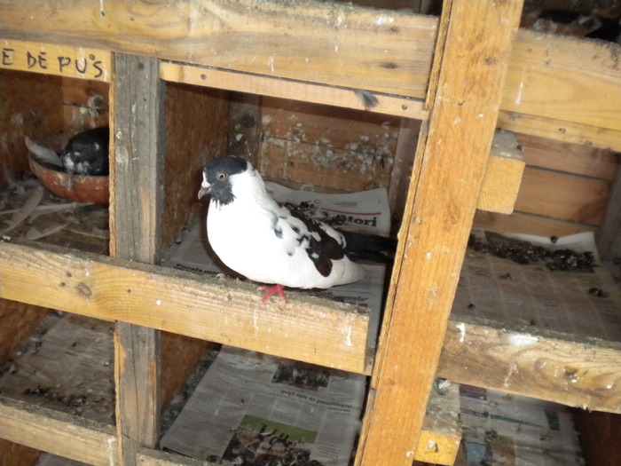 Picture 151 - Raicu 1