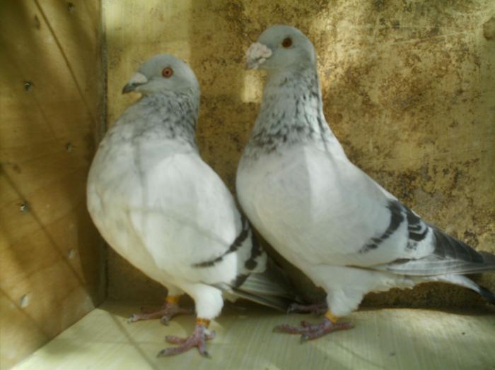 IMAG0036 - 7 Porumbeii pe care i-am avut