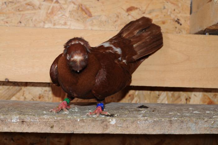 DSC_9921 - jucatori dublumotati calarasi 2008