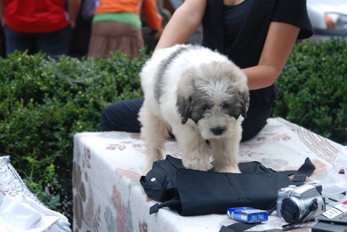 DSC_0156 - Concurs international de frumustete canina 2009 TgMures