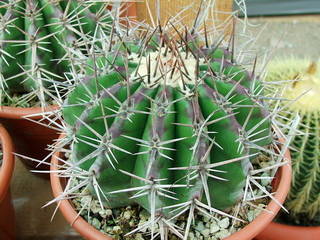 Echinocactus ingens - 2009