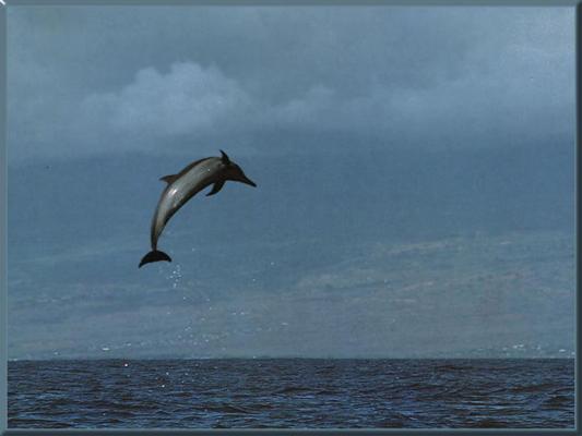 atlanticspotteddolphin1024