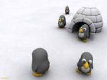 pingu1 - pinguini