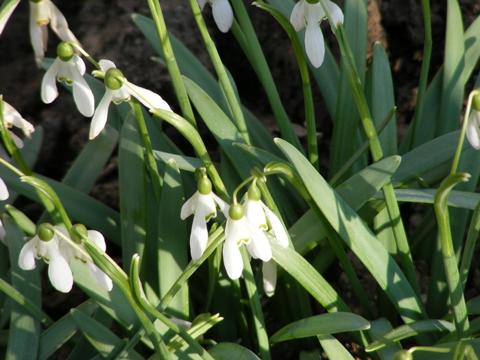 TOT GHIOCEI - FLORI 2009