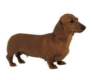 dachshund