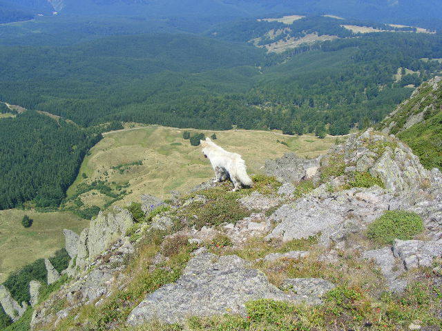 DSCF4122 - 2 august 2009 Traseu Suior Secatura Creasta Cocosului Gutaiul Doamnei  Vf Gutai