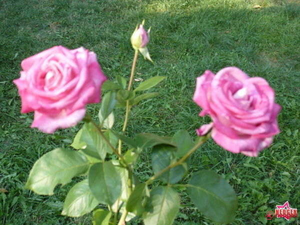 a7d0ff49_0020001070861_00_600 - Trandafiri roz