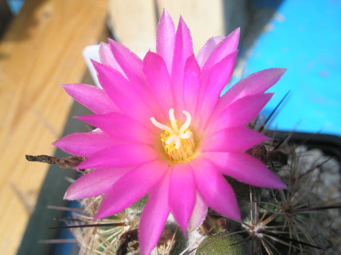 Coryphantha pusilliflora - floare