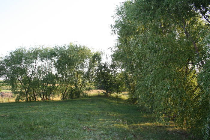 salcii  pe  malul  lacului