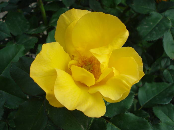 Rose Friesia (2009, May 13) - Rose Friesia