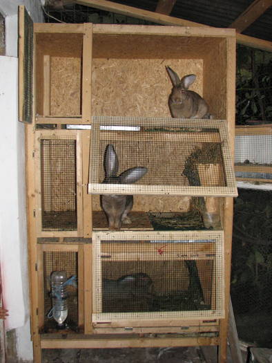 custi de iepuri; trei boxe etajate
