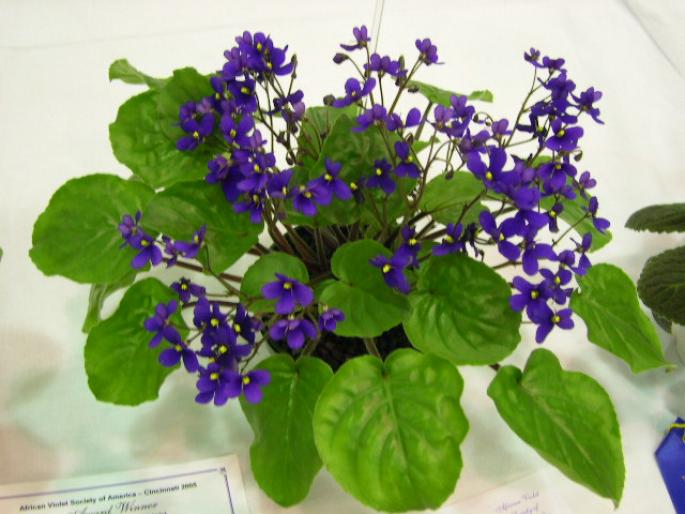 S_orbicularis_var_purpurea_2005avsa_2 - violete de pe net 1