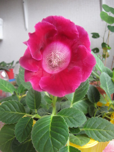 Gloxinia (din seminte) 24 oct 2009 - gloxinia