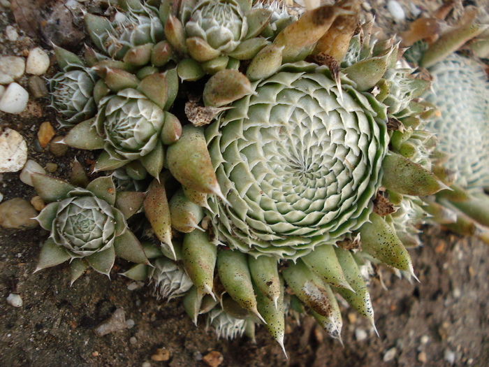 142 - Sempervivum
