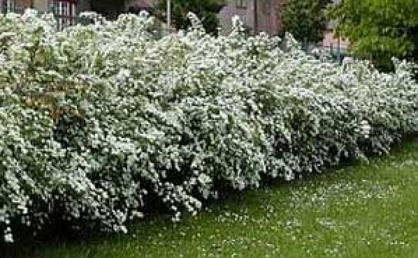 FLOAREA MIRESEI.SPIRAEA VANHOUTTEI