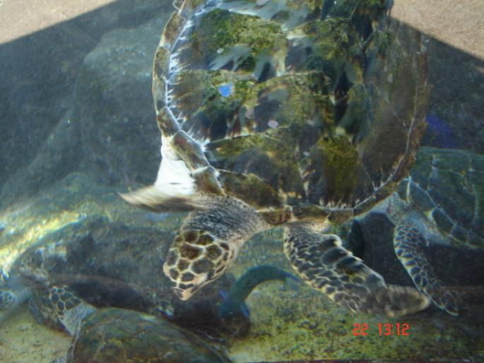 575 Israel - Eilat - The Observatory Marine Park - 2008 ISRAEL NOIEMBRIE