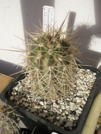 Echinocereus triglochidiatus v. arizonicus - 29.12