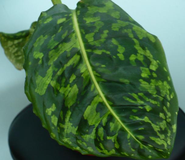 detaliu frunza - Dieffenbachia Reflector - Plante verzi - decorative prin frunzis 2009 - 2010