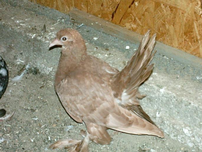 IMAG0071 - O zi de vara pt porumbei-     --a day of summer for pigeons