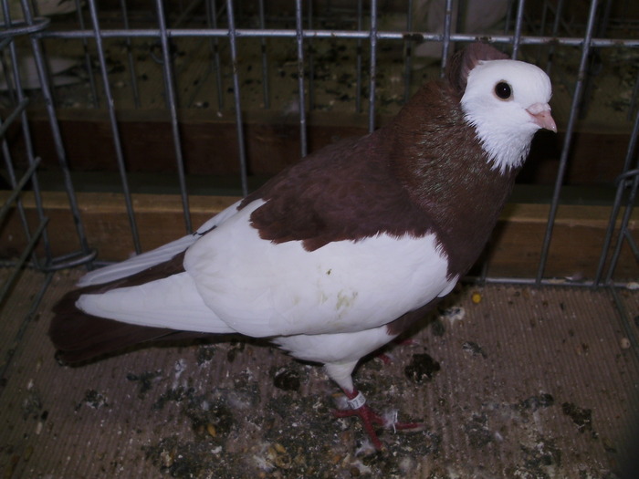 11468 sysak roller 1