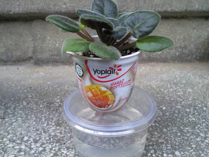 violeta; se tine ata, se umple ghiveciul cu pamant, se transplanteaza violeta si se aseaza pe recipient
