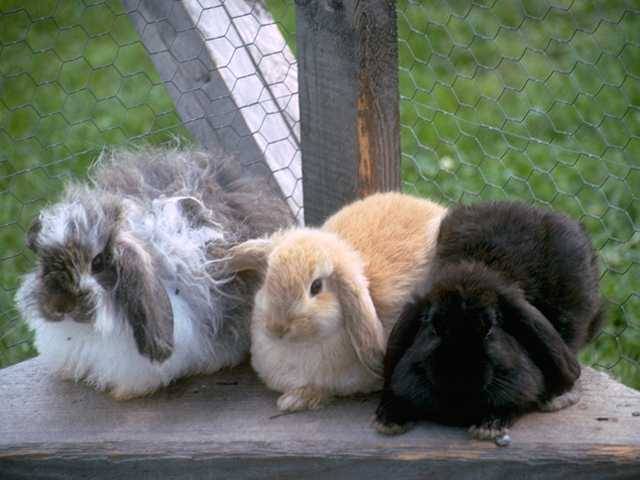 Rabbits - Animale