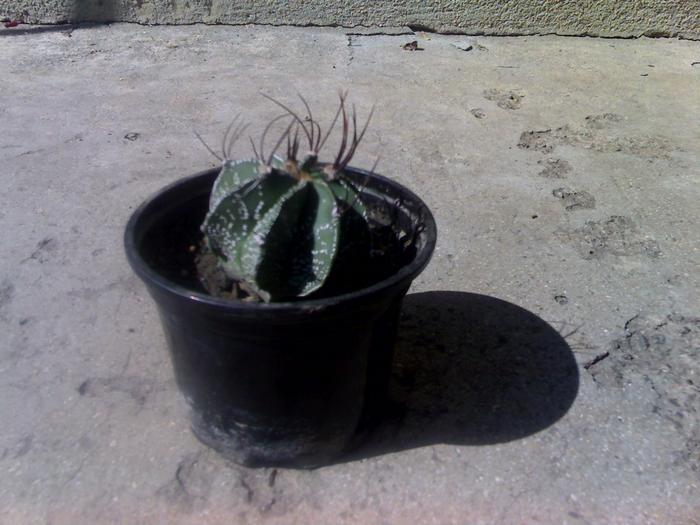 Astrophytum capricorne