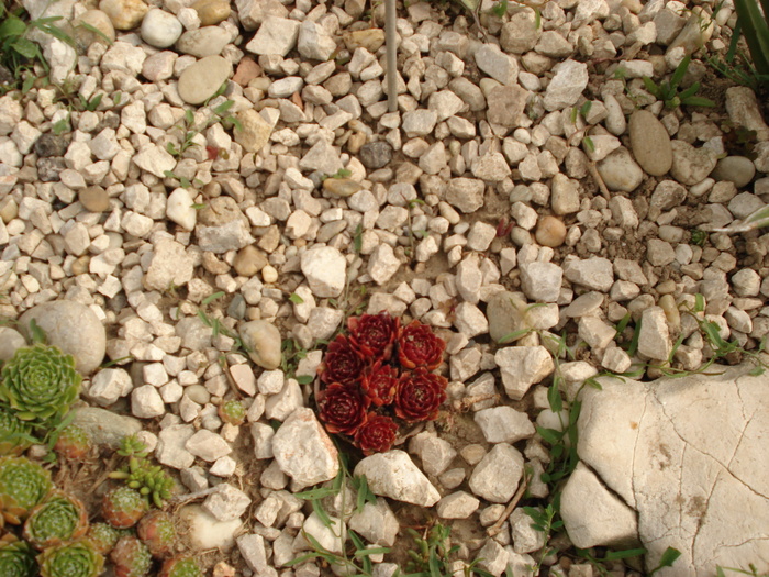 DSC01491 - Sempervivum